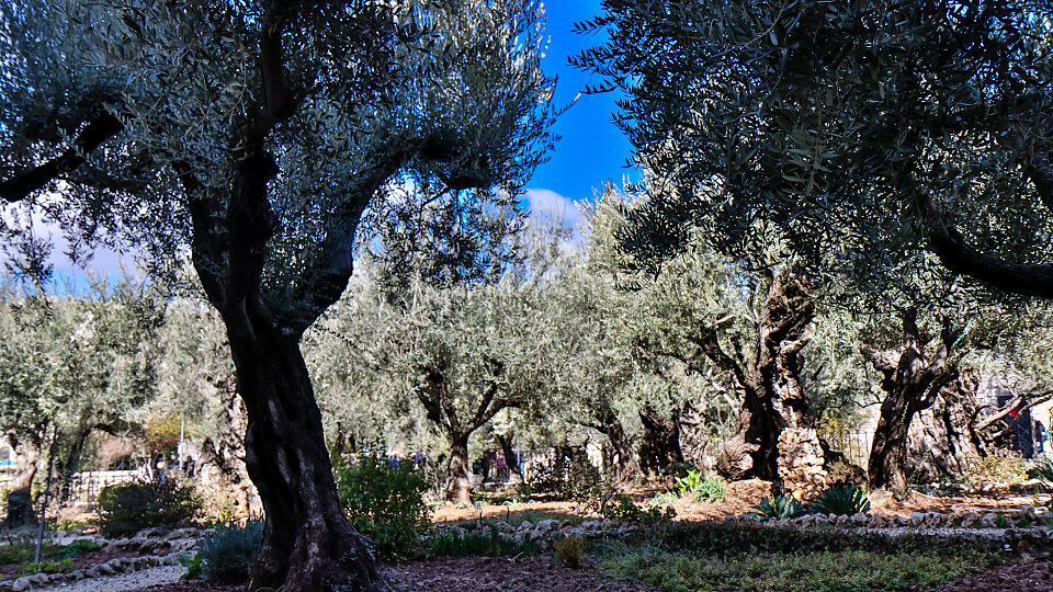 garden of gethsemane 001 2