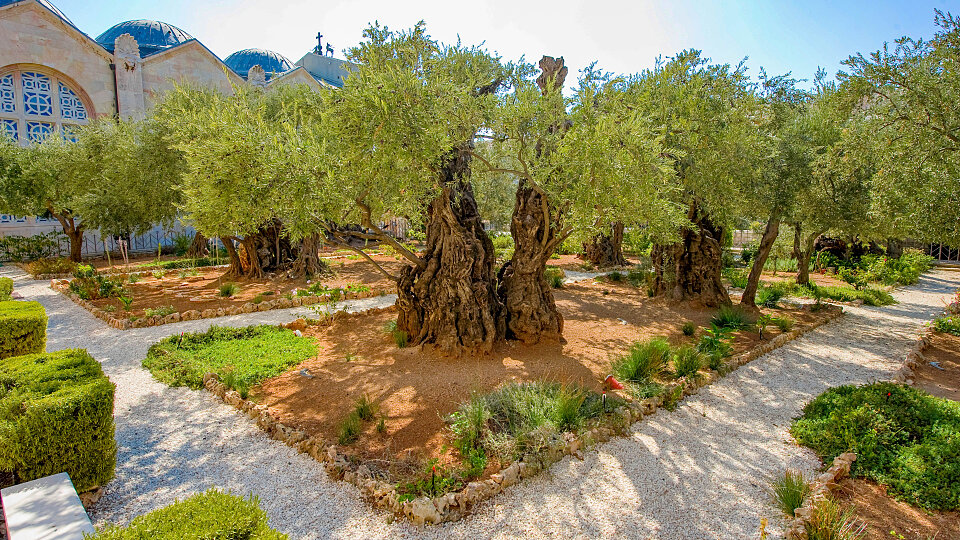 garden of gethsemane israel 2